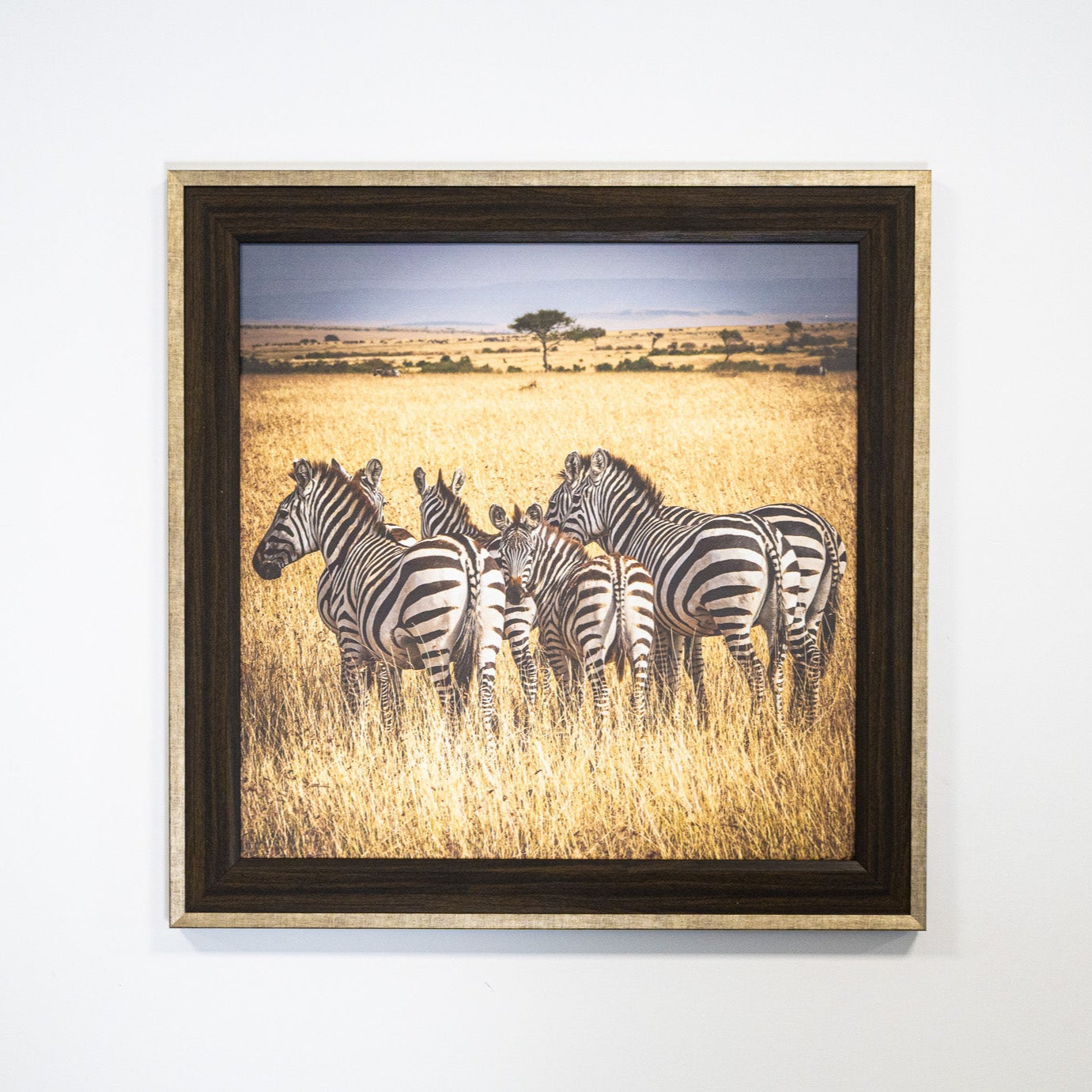 Zebra Serenity – Framed Wildlife Photography from the African Savannah