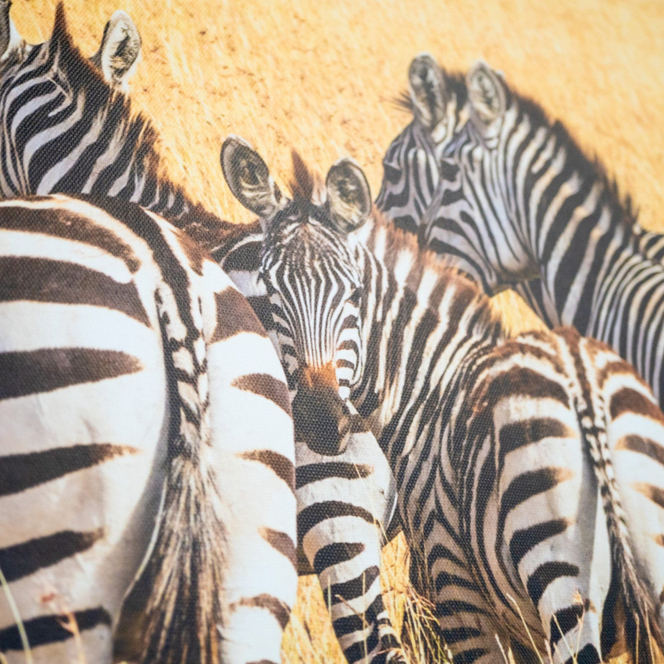 Zebra Serenity – Framed Wildlife Photography from the African Savannah