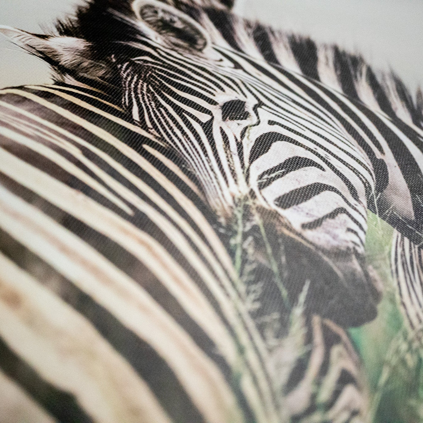 Whispers in the Wild – Framed Zebra Photography in Natural Light